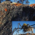 04_spiderpoem